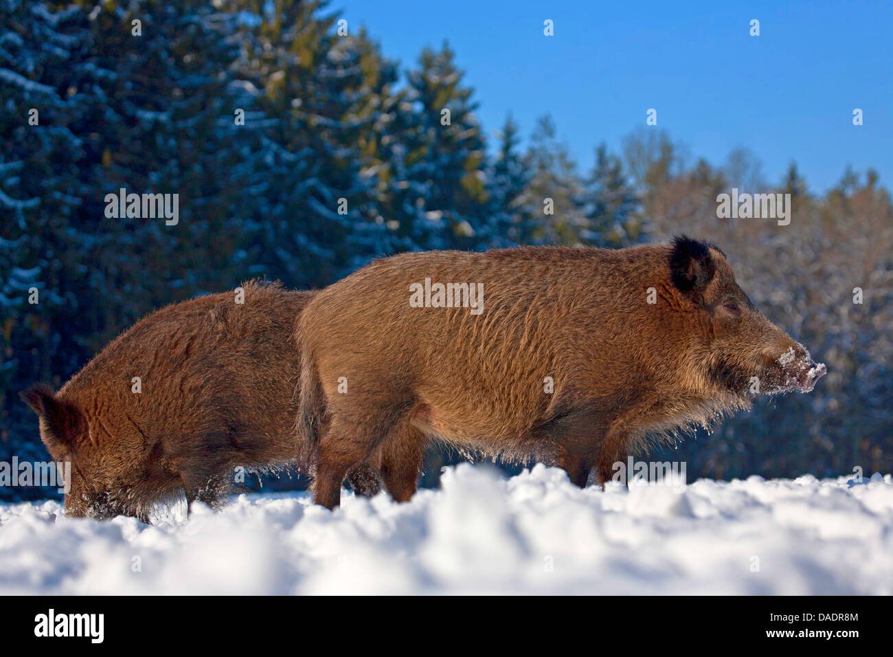 Wildschwein, Schwein, Wildschwein (Sus Scrofa), Sauen Wühlen im Schnee, Deutschland, Schleswig-Holstein Stockfoto