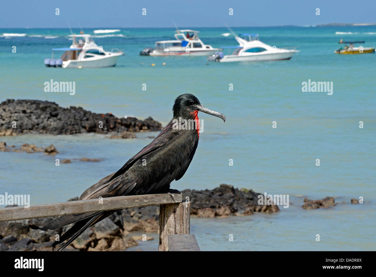 herrliche Fregattvogel (Fregata magnificens), sitzen auf einem hölzernen Geländer, Ecuador, Galapagos-Inseln, Santa Cruz, Puerto Ayora Stockfoto