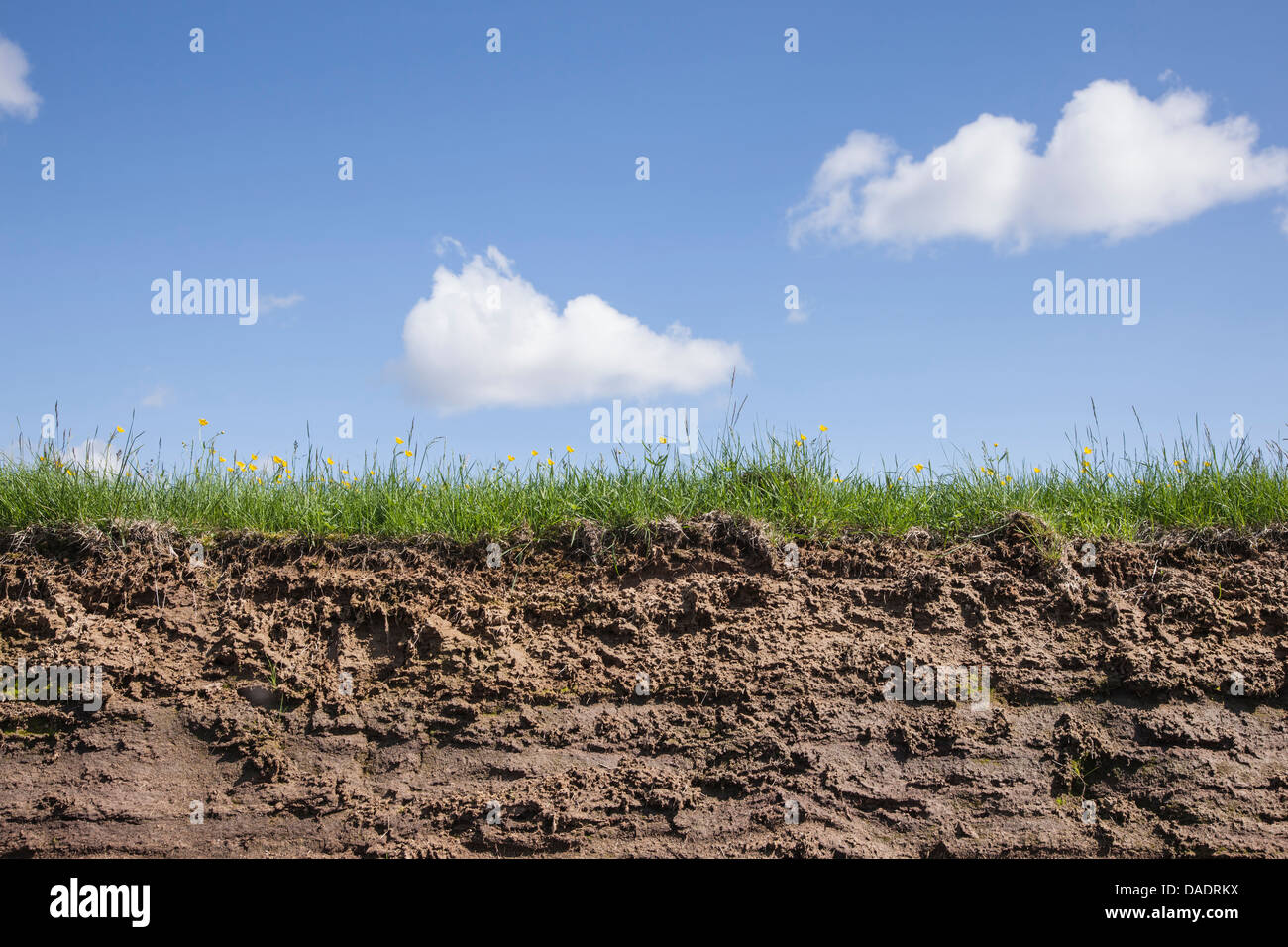 Segment Gras und Erde an einem schönen Sommertag Stockfoto