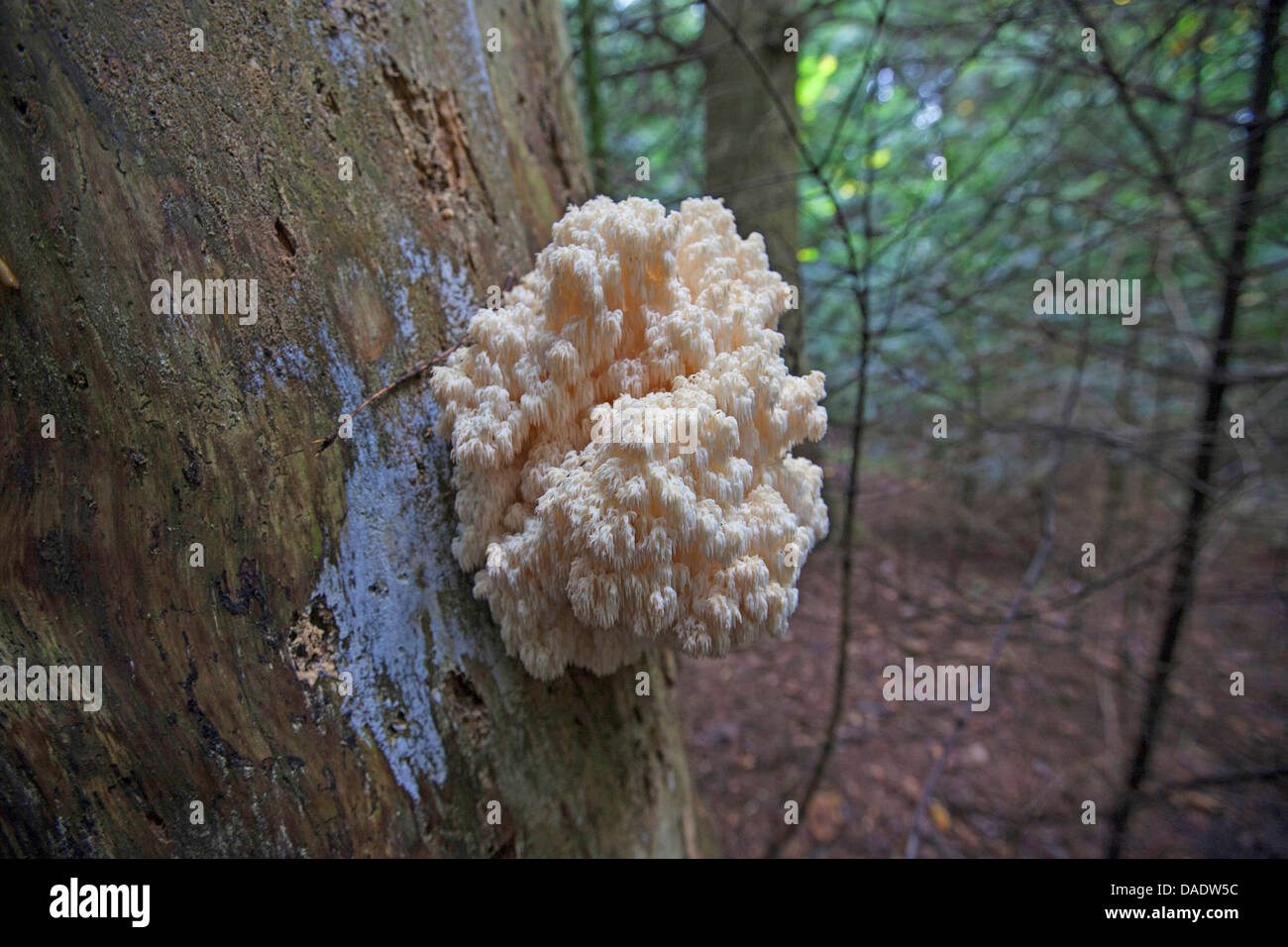 Ästiger Stachelbart (Hericium Coralloides, Hericium Clathroides), auf abgestorbenem Holz, Deutschland, Bayern Stockfoto
