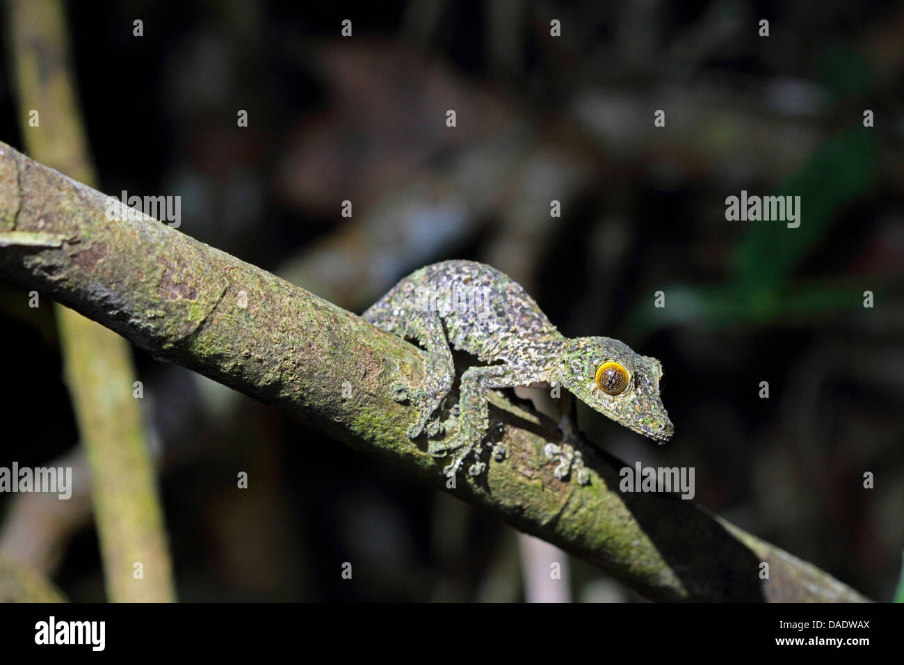 Gemeinsame Wohnung-Tail Gecko (Uroplatus Fimbriatus), juvenile sitzt auf Zweig, Madagaskar, Antsiranana, Marojejy Nationalparks Stockfoto