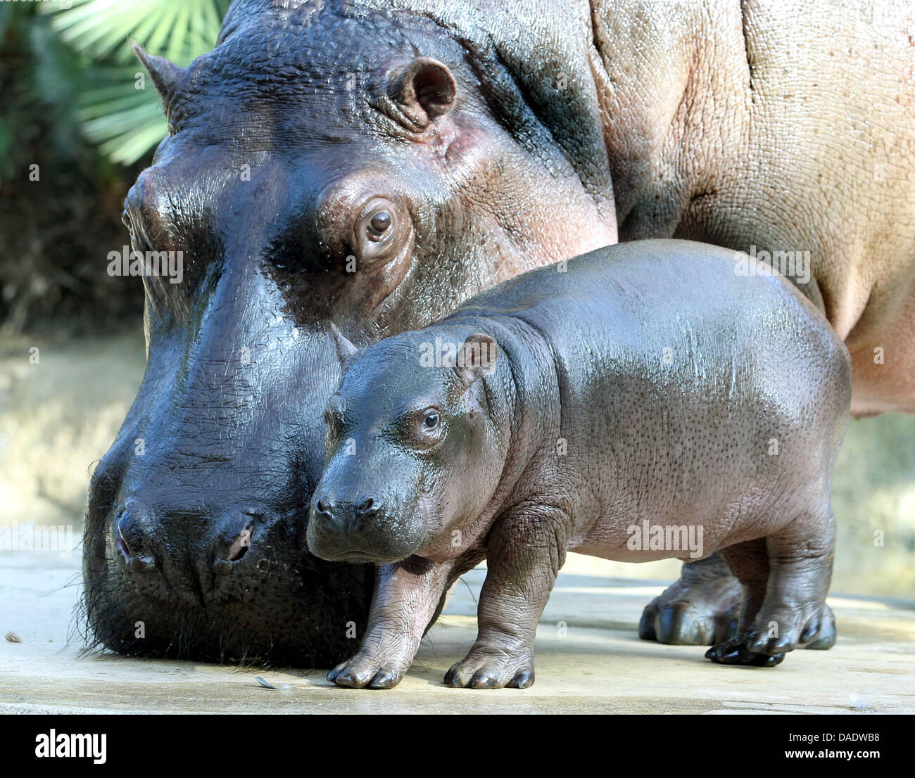 Flusspferd im zoo mit baby im zoo Fotos und Bildmaterial in hoher