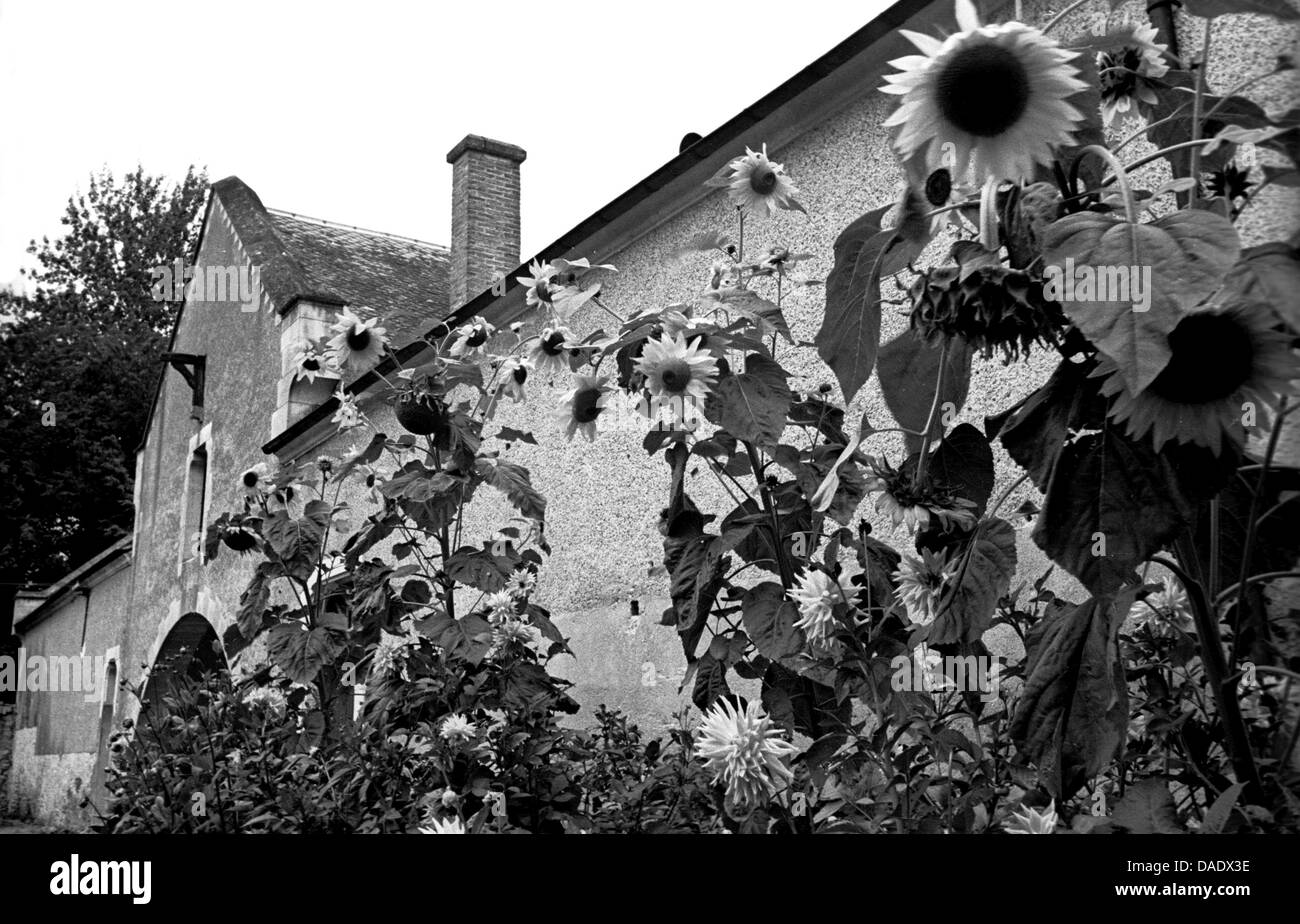 Frankreich 1937, Sonnenblumen. Bild von Fotograf Fred Stein (1909 – 1967), die 1933 aus Nazideutschland nach Frankreich emigriert und schließlich in die USA. Stockfoto