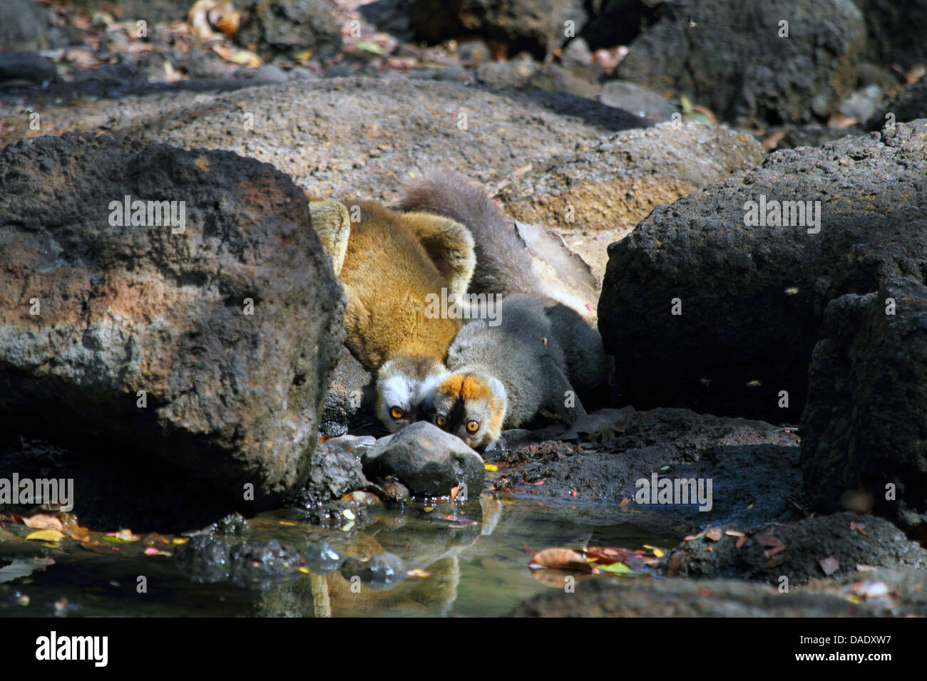 Rot-fronted Lemur. Rot-konfrontierte braune Lemur, südlichen rot-fronted braune Lemur (Eulemur Rufifrons), paar zwischen Felsen, Trinkwasser, Madagaskar, Toliara, Kirindy Wald Stockfoto