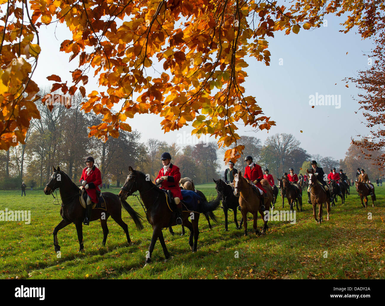 Teilnehmer an der internationalen Hubertus Jagd fahren Sie durch den Schlossgarten in Neuhardenberg, Brandeburg, Deutschland, 5. November 2011. Rund 50 Fahrer aus ganz Deutschland nahmen an der 12. Hubertus Hunt. Es ist der Höhepunkt der Pferdesport-Saison. Die Jagd wird von 70 Hunde der Geiselthaler Beagle Packung geführt. Kein Blut wird bei dieser Jagd verschüttet werden, da die Hunde jagen ein Stockfoto