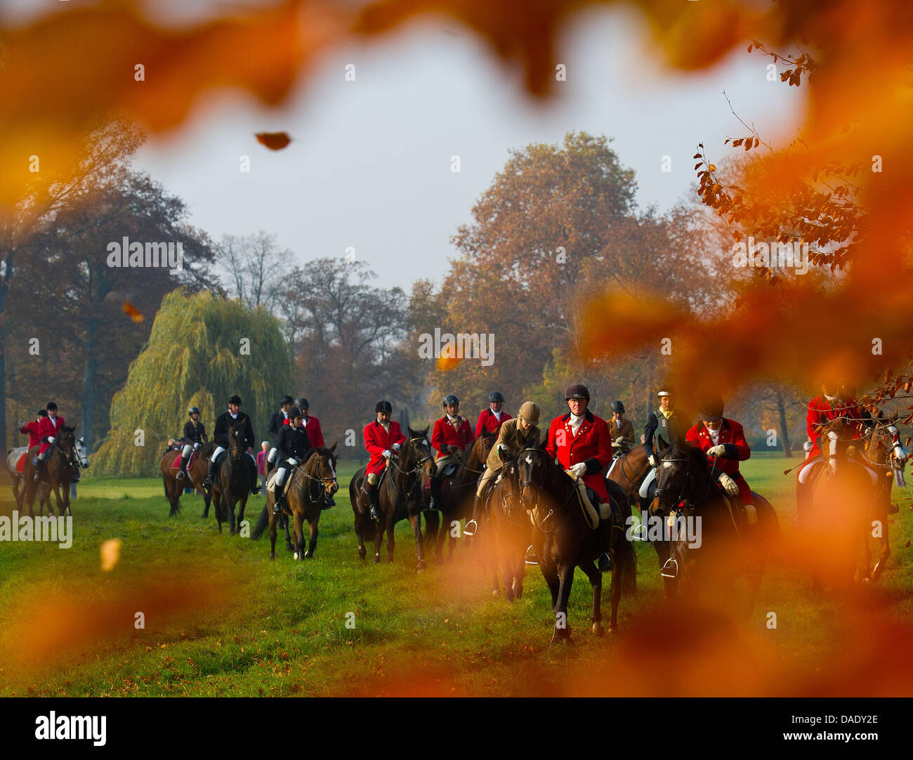 Teilnehmer an der internationalen Hubertus Jagd fahren Sie durch den Schlossgarten in Neuhardenberg, Brandeburg, Deutschland, 5. November 2011. Rund 50 Fahrer aus ganz Deutschland nahmen an der 12. Hubertus Hunt. Es ist der Höhepunkt der Pferdesport-Saison. Die Jagd wird von 70 Hunde der Geiselthaler Beagle Packung geführt. Kein Blut wird bei dieser Jagd verschüttet werden, da die Hunde jagen ein Stockfoto