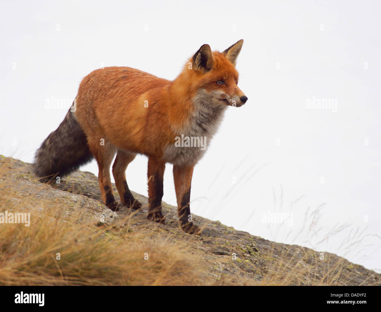 Rotfuchs (Vulpes Vulpes), stehen im Winter auf einem Felsen, Italien, Nationalpark Gran Paradiso, Valsavaranche Stockfoto