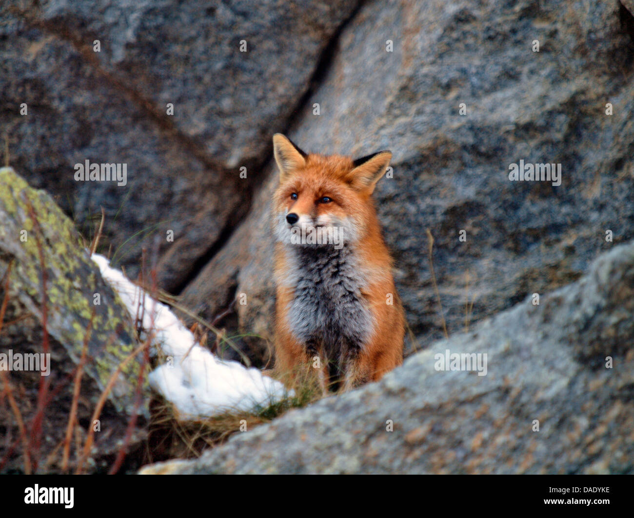 Rotfuchs (Vulpes Vulpes), stehen im Winter auf einem Felsen, Italien, Nationalpark Gran Paradiso, Valsavaranche Stockfoto