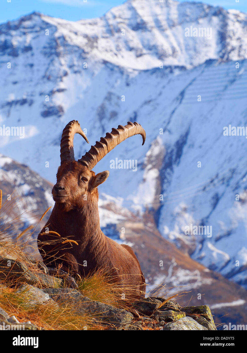 Alpensteinbock (Capra Ibex), Ziege in Graian Alpen, Italien, Gran Paradiso National Park, Vanontey Stockfoto