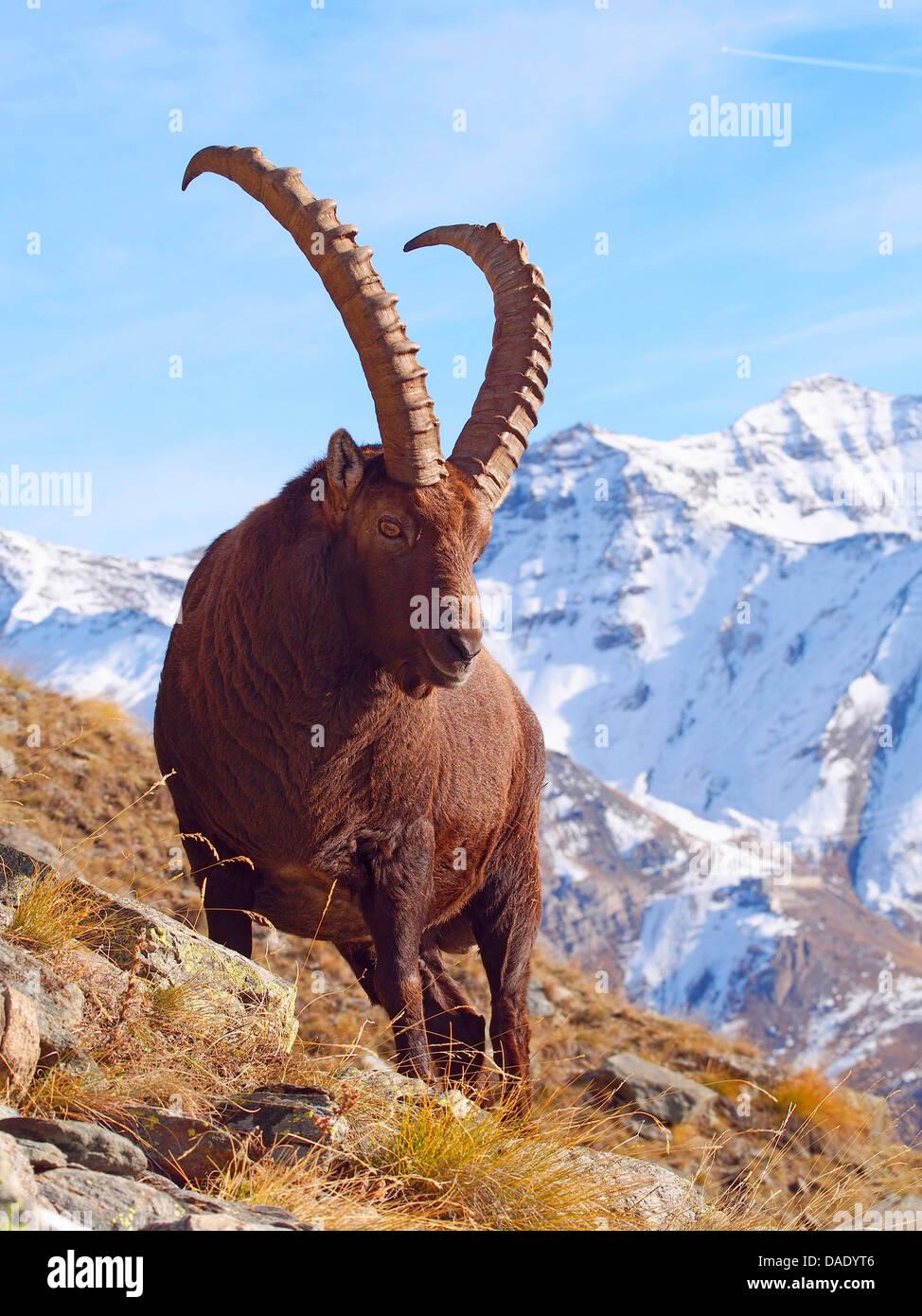 Alpensteinbock (Capra Ibex), Ziege stehend am Hang im Graian Alpen, Italien, Gran Paradiso National Park, Vanontey Stockfoto