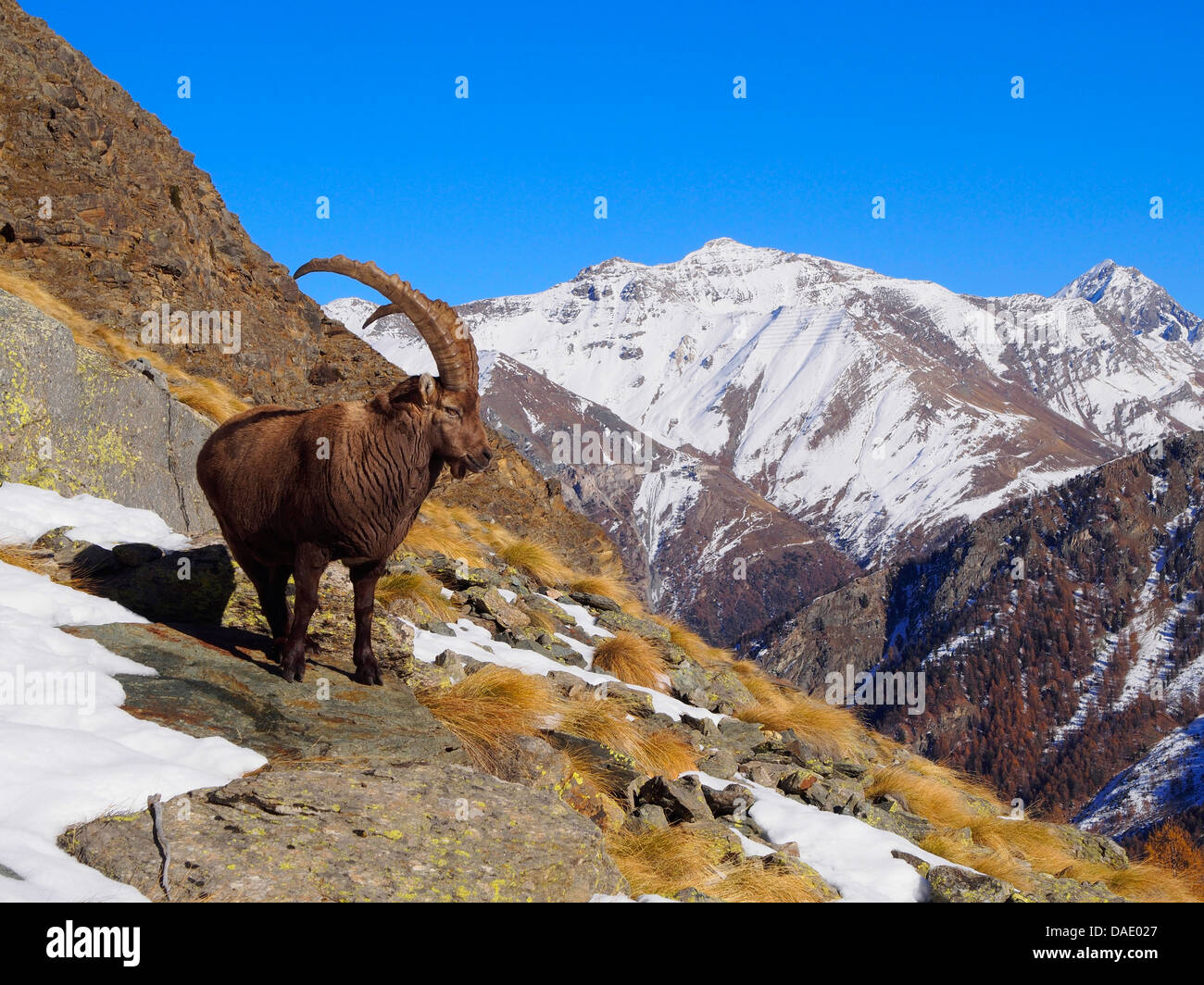 Alpensteinbock (Capra Ibex), Ziege stehend am Hang im Graian Alpen, Italien, Gran Paradiso National Park, Vanontey Stockfoto