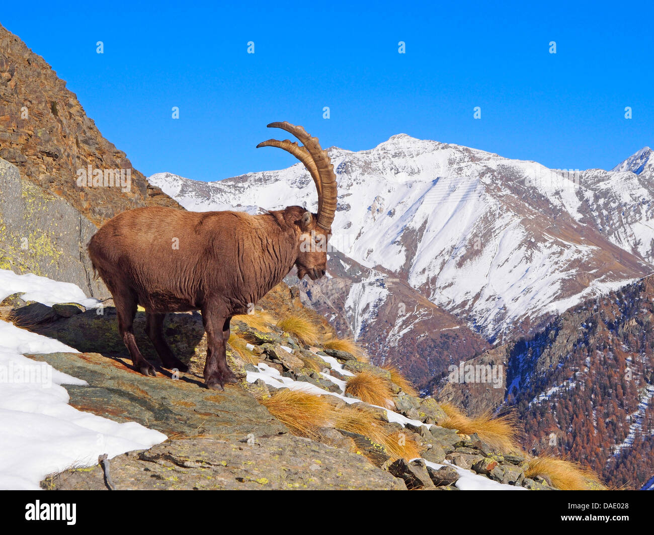 Alpensteinbock (Capra Ibex), Ziege stehen im Winter in Graian Alpen, Italien, Gran Paradiso National Park, Vanontey Stockfoto