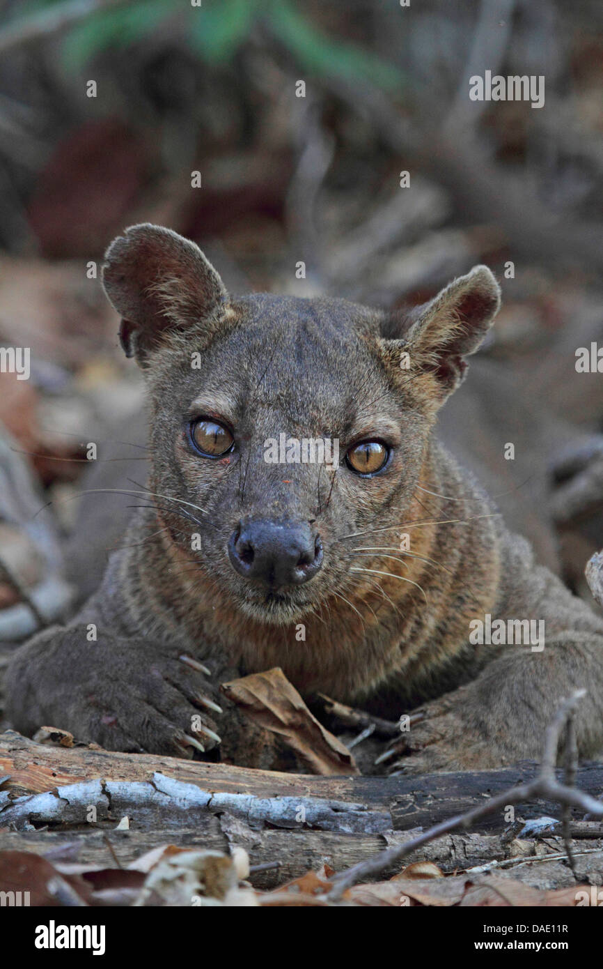 Fossa (Cryptoprocta Ferox), ruht auf Waldboden, größte Raubtier von Madagaskar, Madagaskar, Toliara, Kirindy Wald Stockfoto