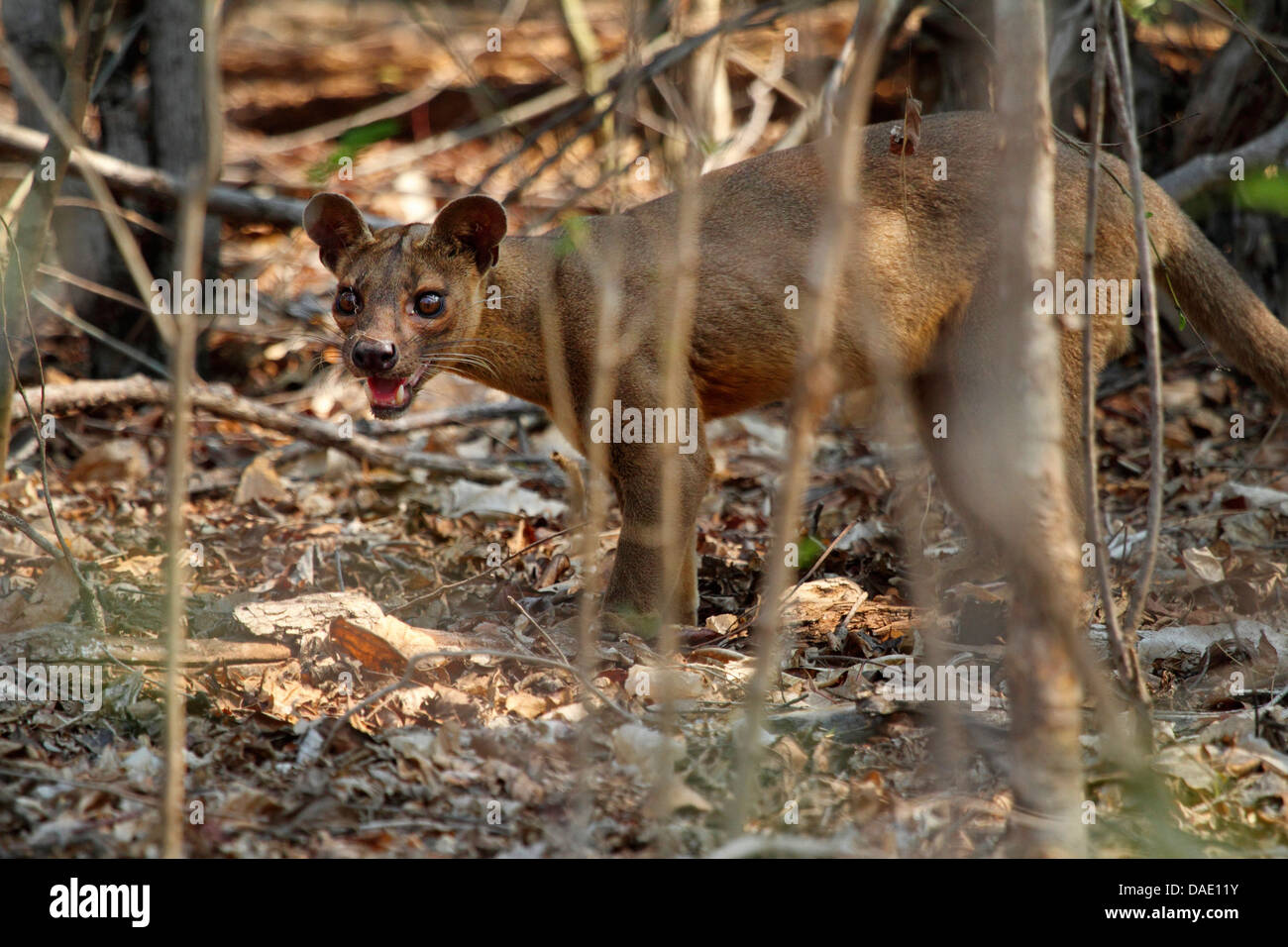 Fossa (Cryptoprocta Ferox), Hecheln, Madagaskar, Toliara, Kirindy Wald Stockfoto