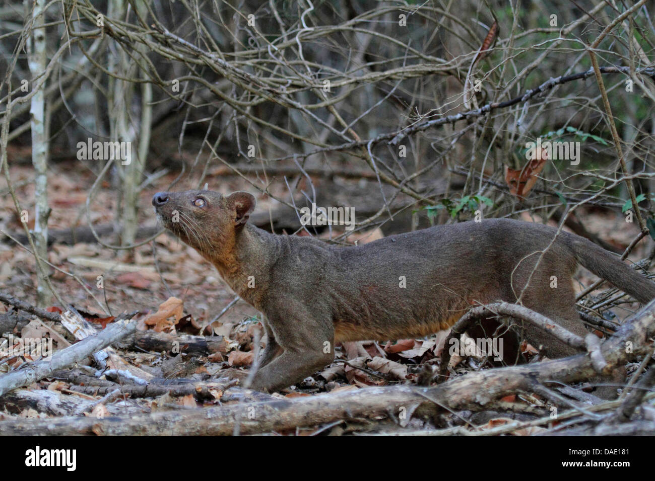 Fossa (Cryptoprocta Ferox), ist die Fossa Prawling und schnuppern, Madagaskar, Toliara, Kirindy Wald Stockfoto