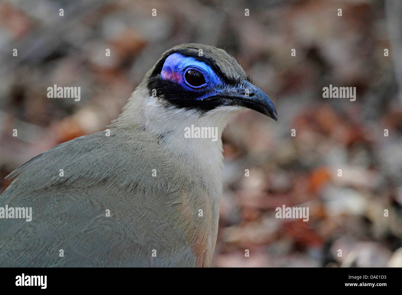 Riesige Madagaskar erholsam, Riesen Coua (Coua Gigas), Porträt, Madagaskar, Toliara, Kirindy Wald Stockfoto