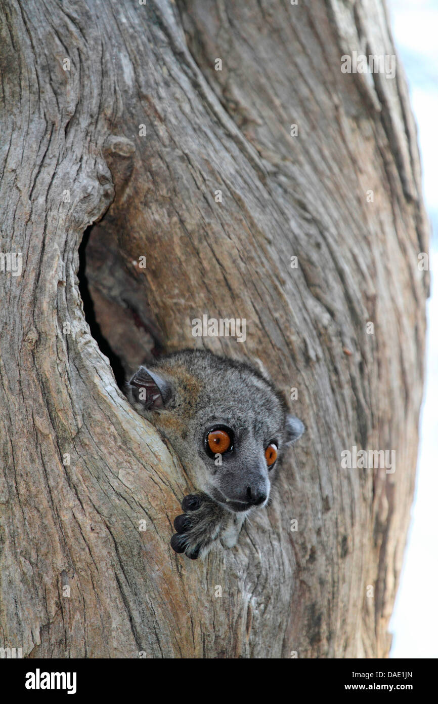 Rotschwanz-sportive Lemur (Lepilemur Ruficaudatus), in einem hohlen Baumstamm, Kopf und Pfoten sind aus dem Loch, Madagaskar, Toliara, Kirindy Wald kleben Stockfoto