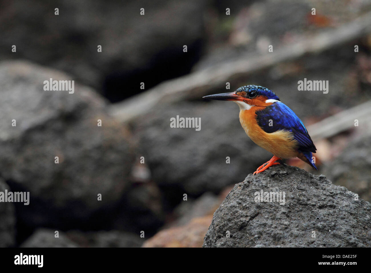 Madagaskar-Malachit-Eisvogel (Alcedo Vintsioides), sitzen auf Felsen neben Wasserloch, Madagaskar, Toliara, Kirindy Wald Stockfoto