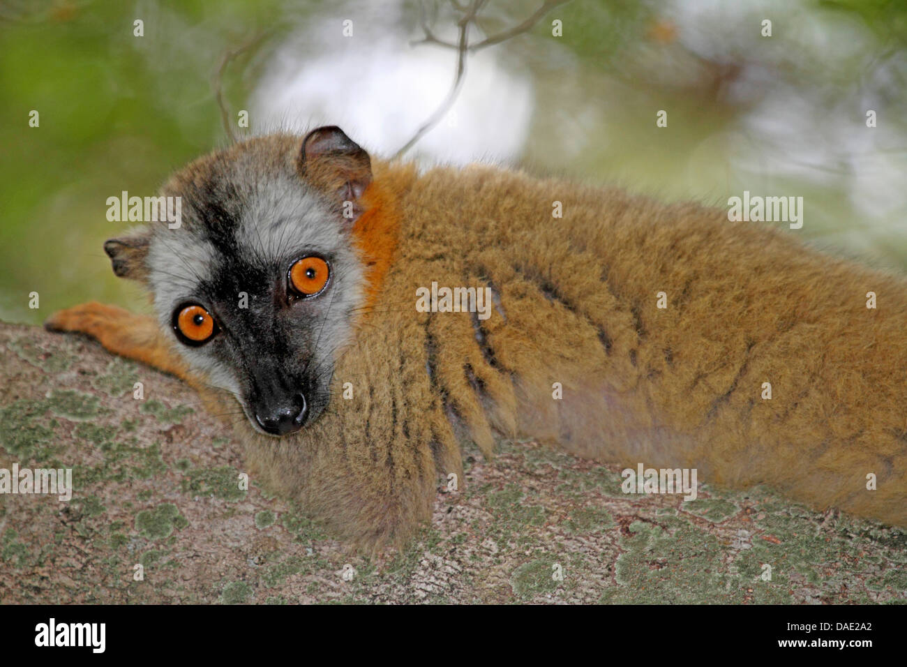 Rot-fronted brauner Lemur, Audeberts braune Lemur, rot braune Lemur (Eulemur Fulvus Rufus), entspannen Sie sich auf einen Baumstamm, Madagaskar, Mahajanga, Tsingy de Bemaraha Nationalpark Stockfoto