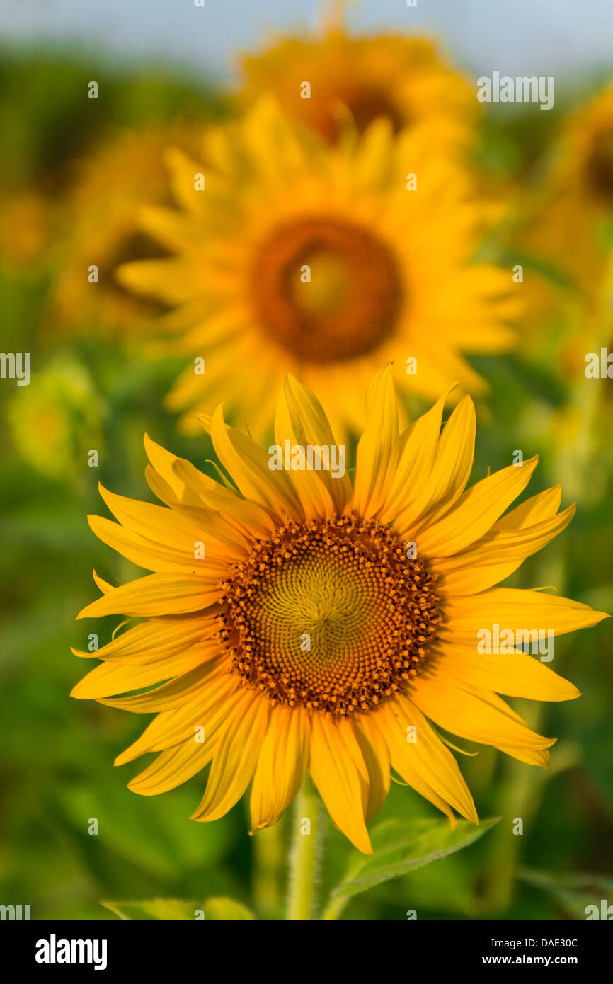 Porträt schöne gelbe Sonnenblumenfeld in Thailand Stockfoto