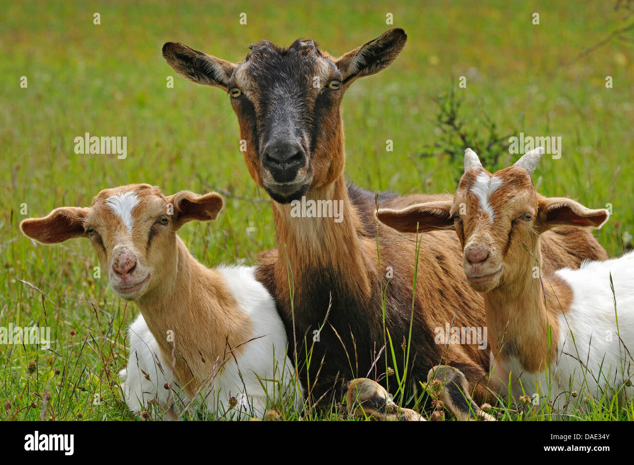 Hausziege (Capra Hircus, Capra Aegagrus F. Hircus), Doe sitzen auf einer Wiese mit zwei ...