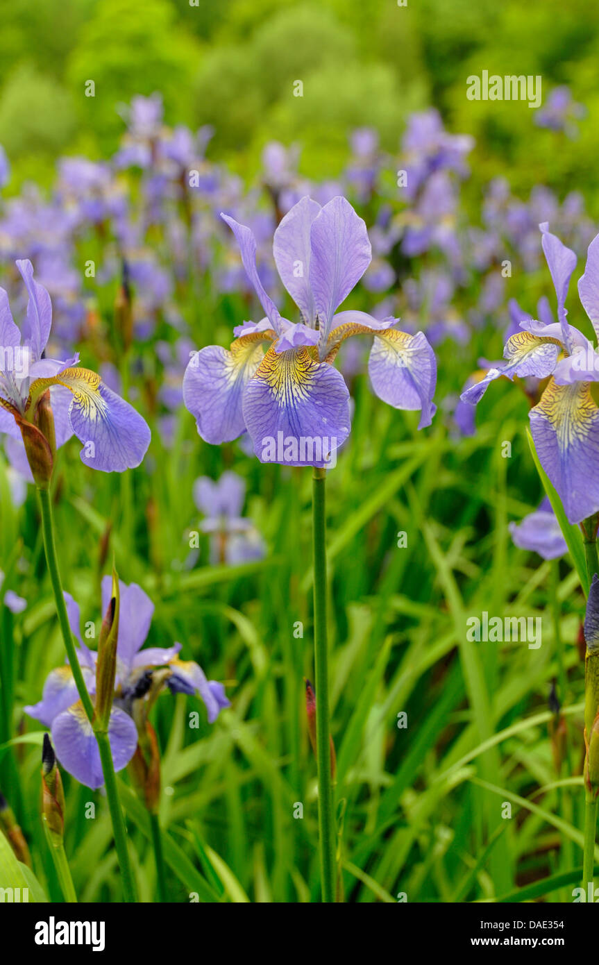 Sibirische Schwertlilie (Iris Sibirica), blühen, Deutschland Stockfoto