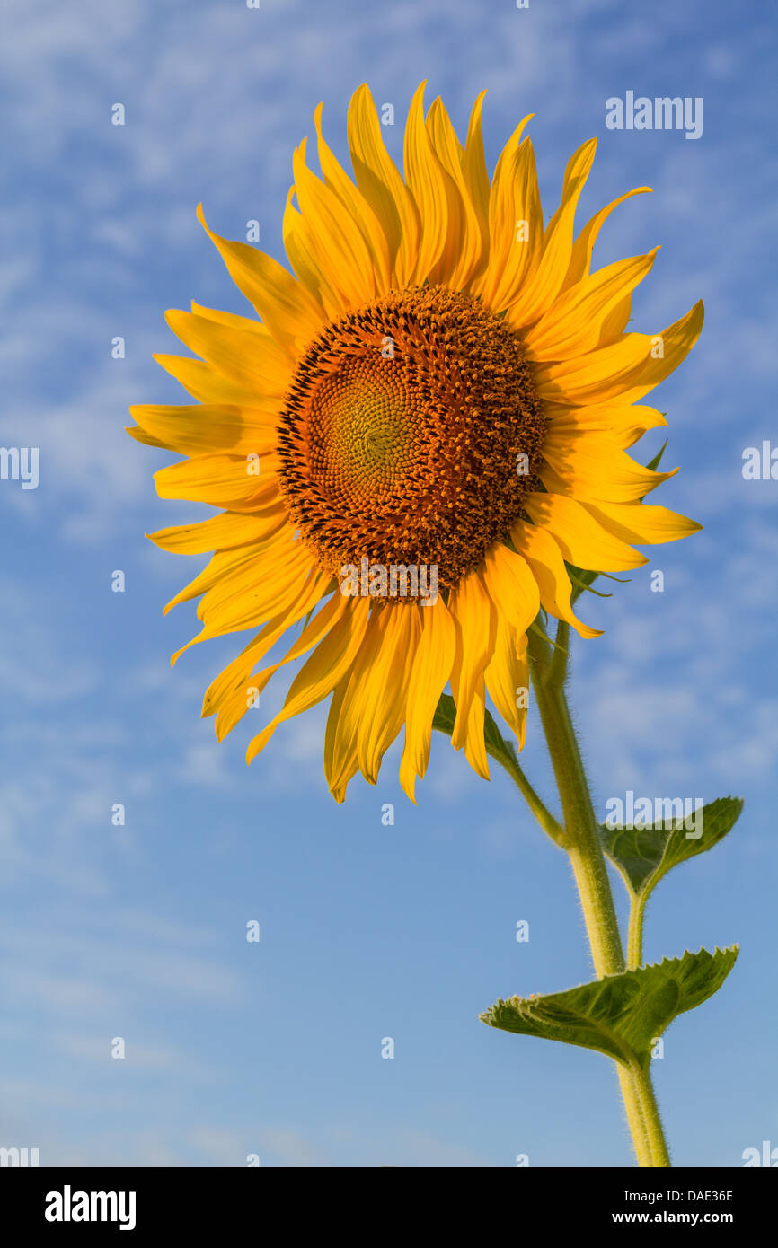 Schöne Sonnenblumen mit Wolke und blauer Himmel Stockfoto
