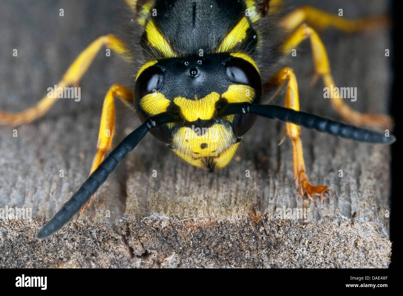 Deutsche Wespe (Vespula Germanica, Vespa Germanica, Paravespula Germanica), sitzen auf Holz, Deutschland Stockfoto