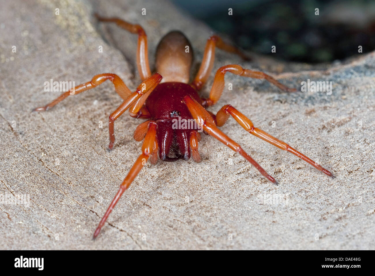 Assel Spider (Dysdera Crocata, Dysdera Rubicunda), sitzen auf Holz, Frankreich, Corsica Stockfoto