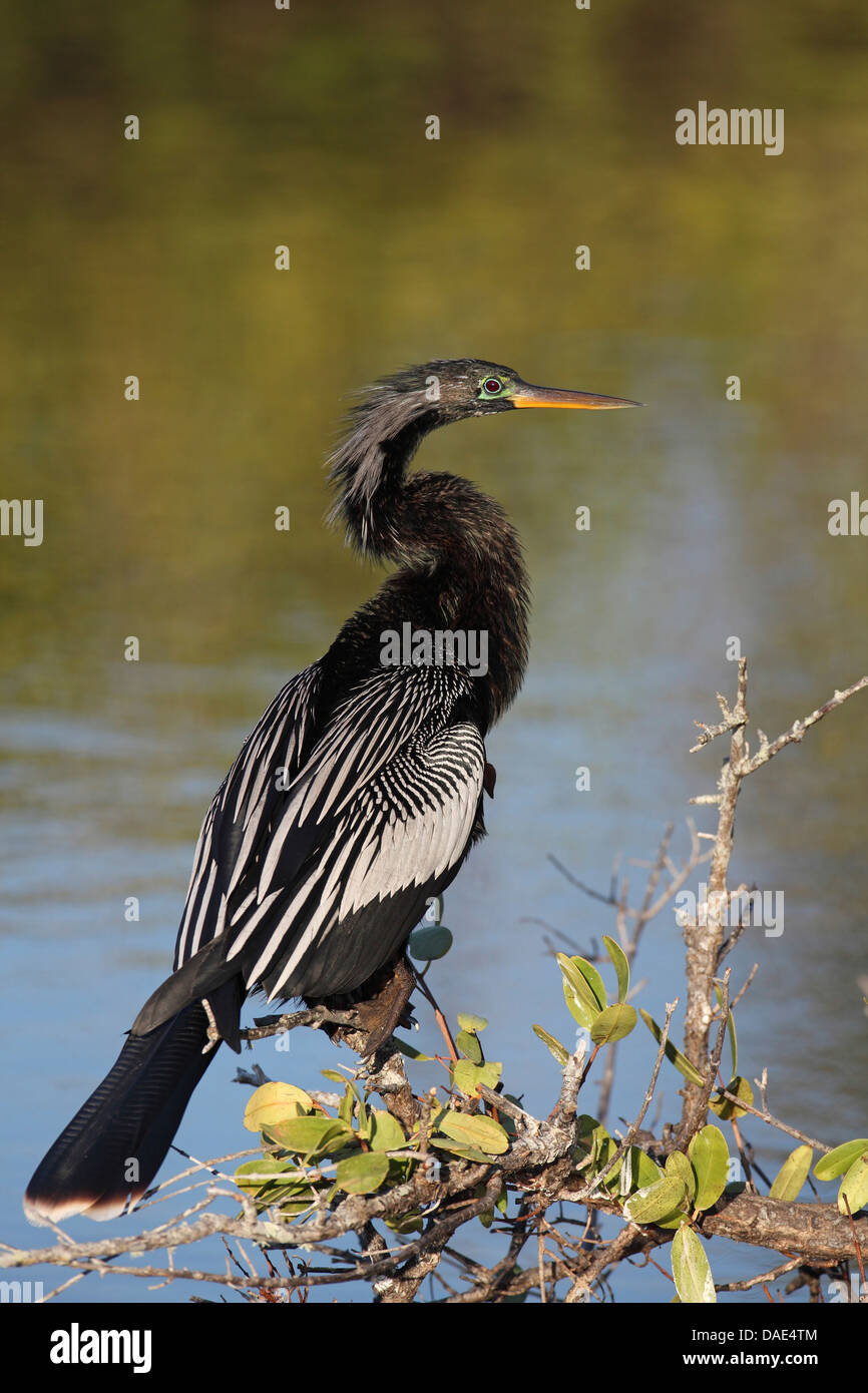 Amerikanische Darter (Anhinga Anhinga), sitzen auf einer Mangrove, Zucht Gefieder, USA, Florida, Merritt Island Stockfoto