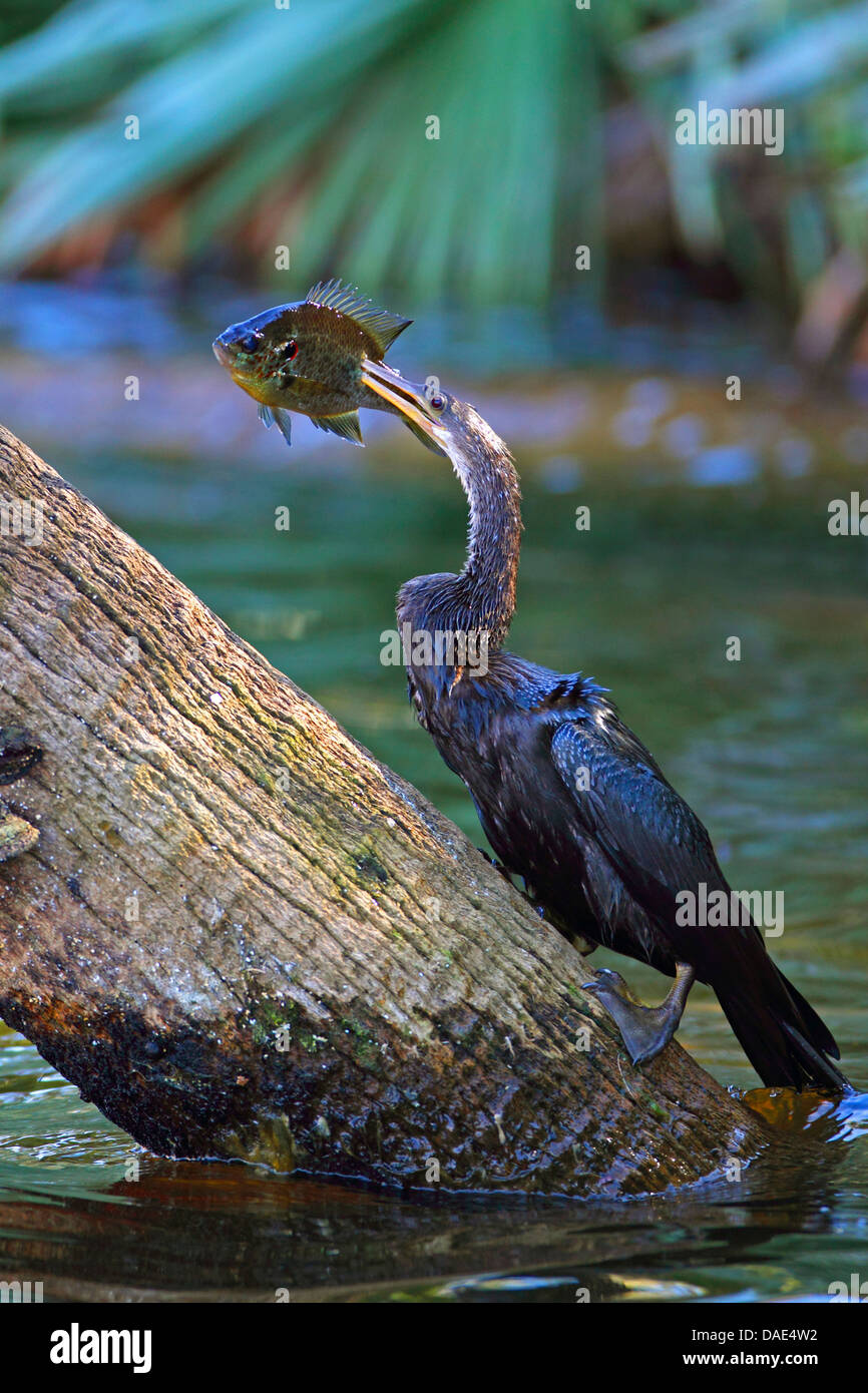 Amerikanische Darter (Anhinga Anhinga), Fütterung ein Fisch, USA, Florida Stockfoto