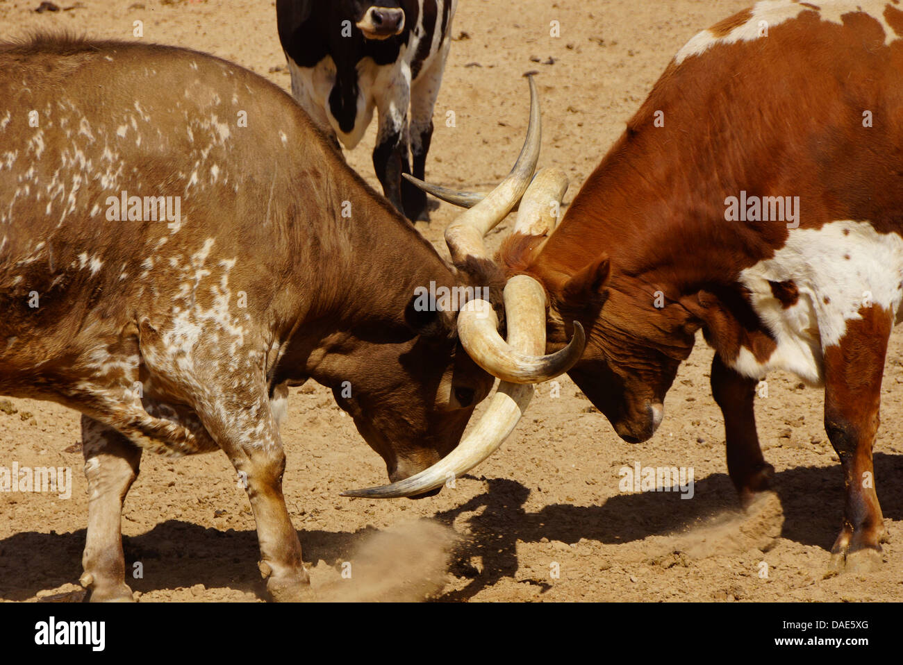 Zwei Texas Longhorn Rinder zu kämpfen Stockfoto