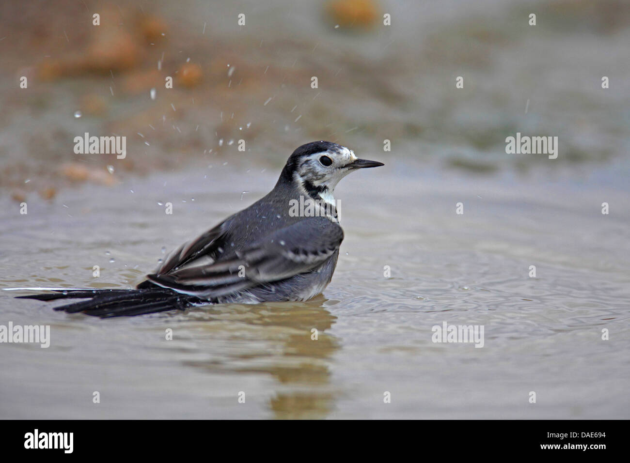 Trauerschnäpper Bachstelze (Motacilla Alba), Baden in einer Pfütze, Spanien, Andalusien Stockfoto