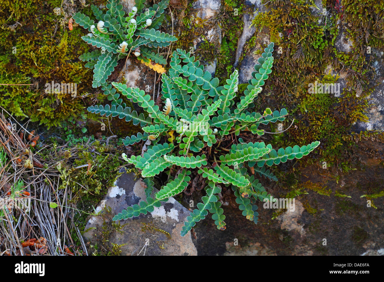 Gemeinsamen Spleenwort, Rustyback (Asplenium Ceterach), wächst auf einem Felsen, Griechenland, Lesbos Stockfoto
