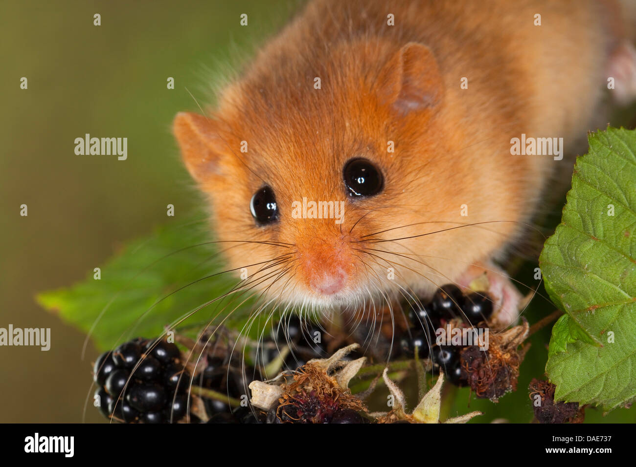 Siebenschläfer, Hasel Haselmaus (Muscardinus Avellanarius), Fütterung Brombeeren in einem Blackberry Busch, Deutschland Stockfoto