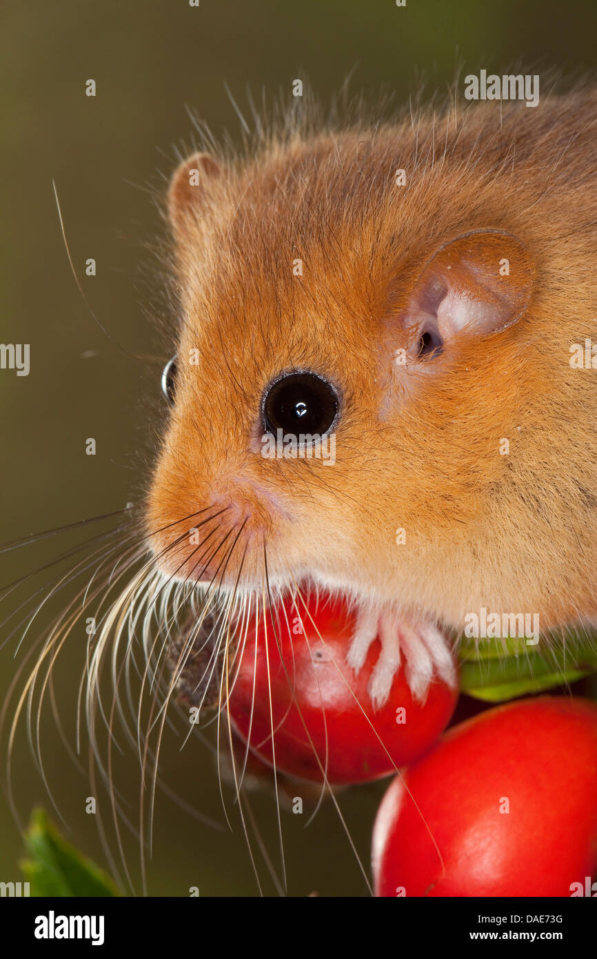 Siebenschläfer, Hasel Haselmaus (Muscardinus Avellanarius), ernähren sich von Hagebutten, Deutschland Stockfoto