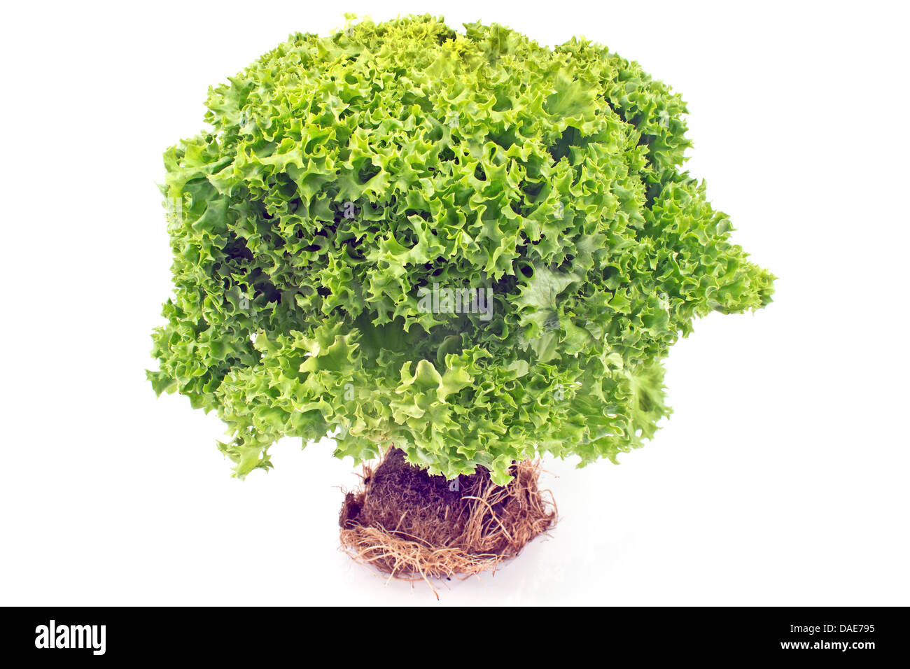 Frischem grünen Salat mit Wurzel isoliert auf weiss Stockfoto