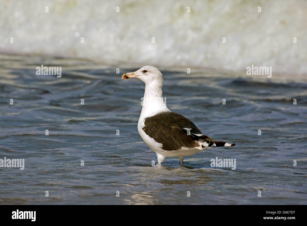 mehr Black-backed Gull (Larus Marinus), an der Nordsee, Deutschland Stockfoto