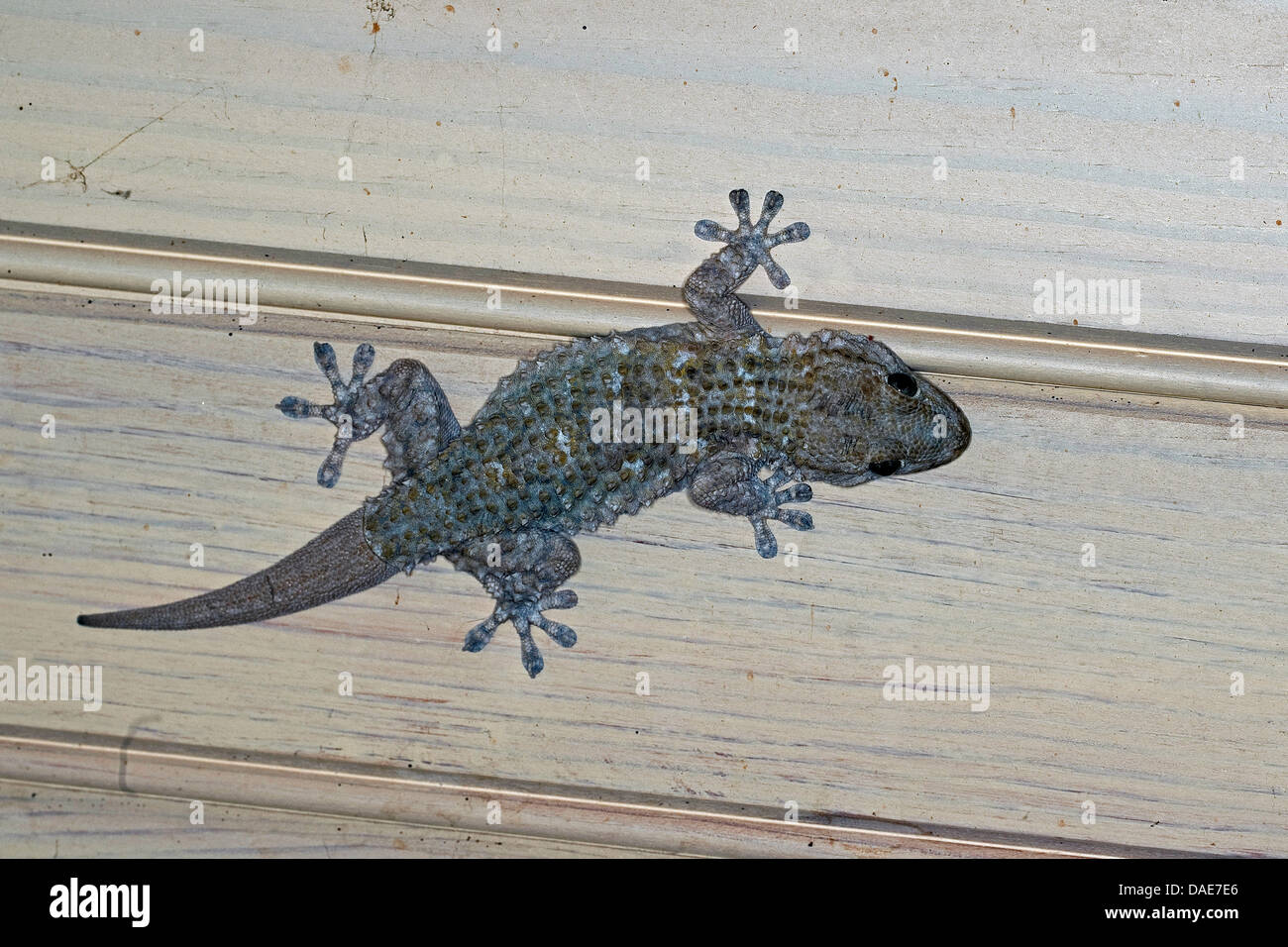 Gemeinsame Wand Gecko, maurischer Gecko, maurischen Wand Gecko, Salamanquesa, Krokodil Gecko, europäische gemeinsame Gecko, Maurita Naca Gecko (Tarentola Mauritanica), sitzt auf einer Decke, Italien Stockfoto