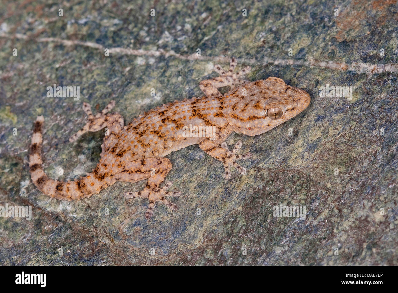 Gemeinsame Wand Gecko, maurischer Gecko, maurischen Wand Gecko, Salamanquesa, Krokodil Gecko, europäische gemeinsame Gecko, Maurita Naca Gecko (Tarentola Mauritanica), sitzt auf einer Mauer, Italien Stockfoto