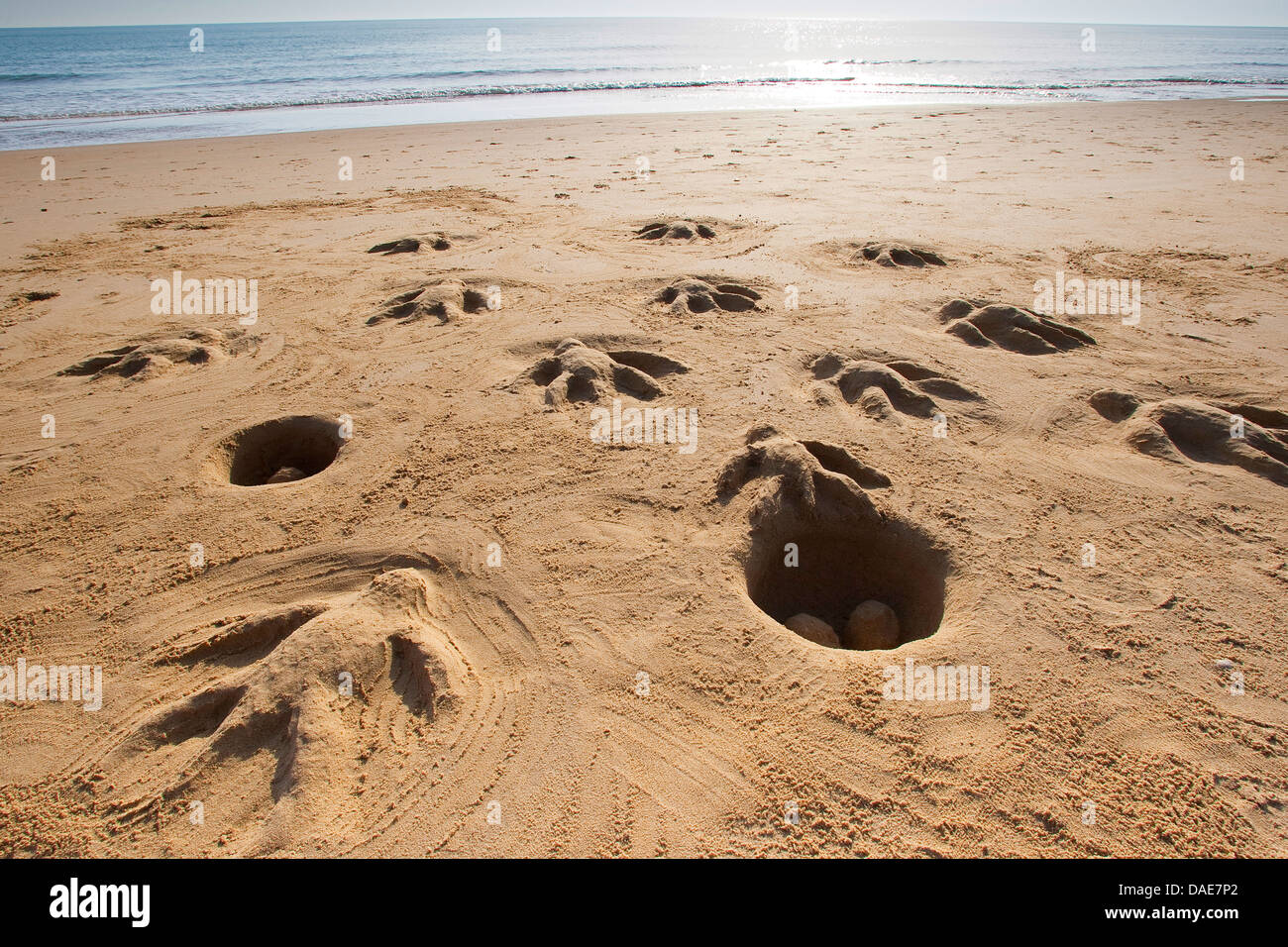 Meeresschildkröten schlüpfen und die schleichende zum Meer gebildet am Strand im Sand, Italien, Sizilien Stockfoto