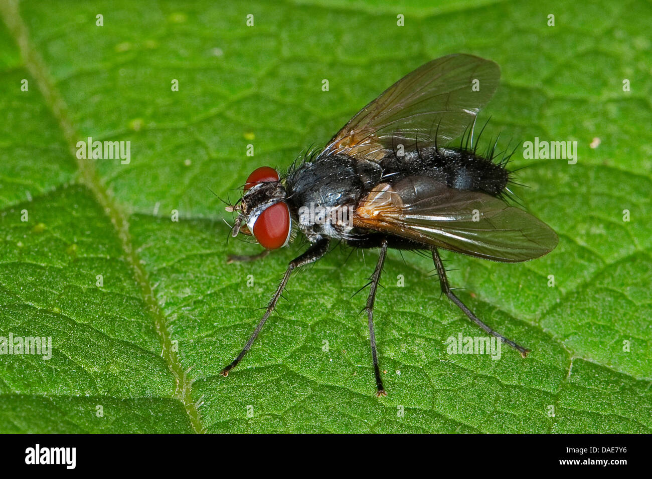tachinid Fliege sitzt auf einem Blatt Stockfoto