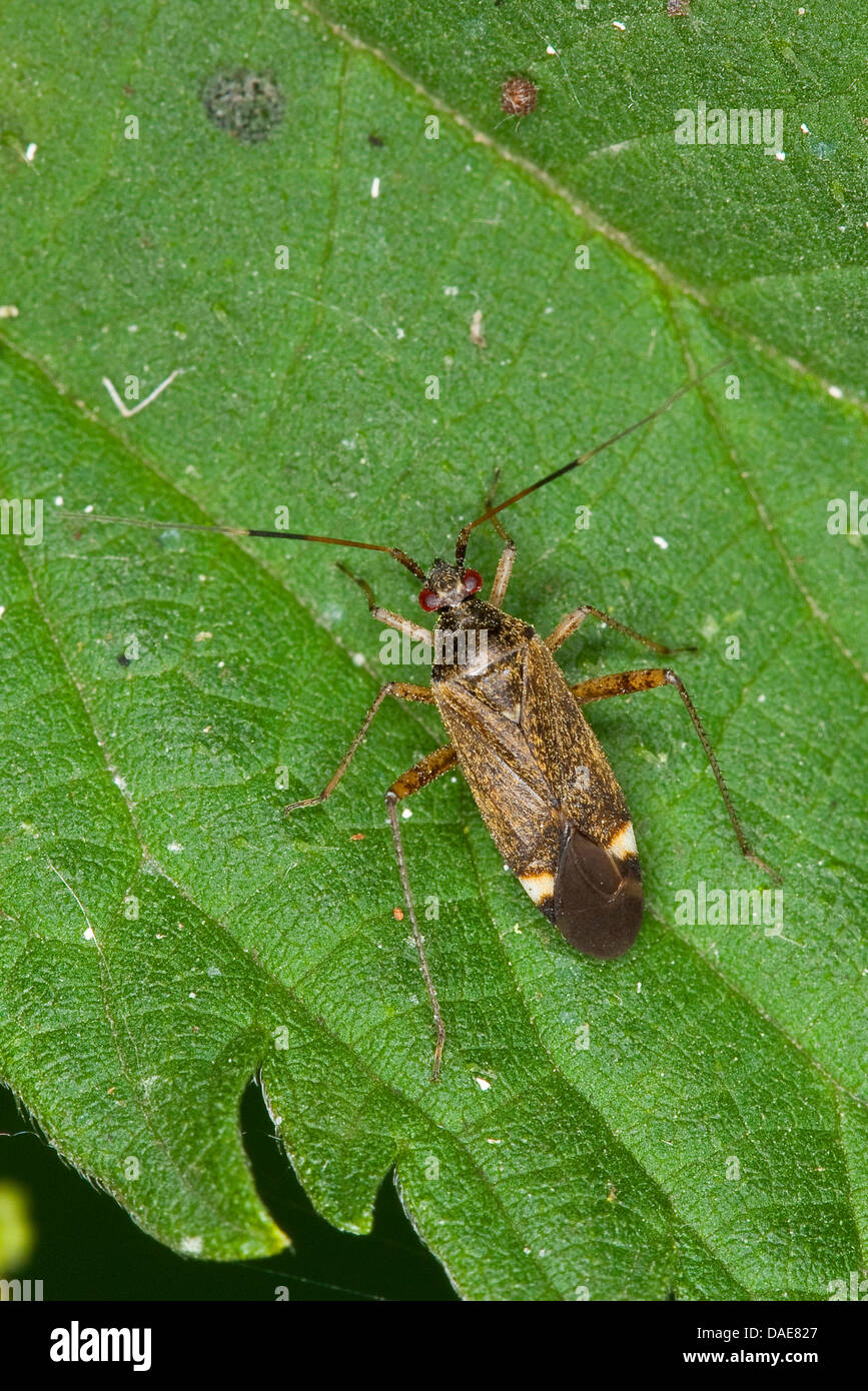 Kapsid Bugs (Closterotomus Fulvomaculatus), sitzen auf Brennnessel Blatt, Deutschland Stockfoto
