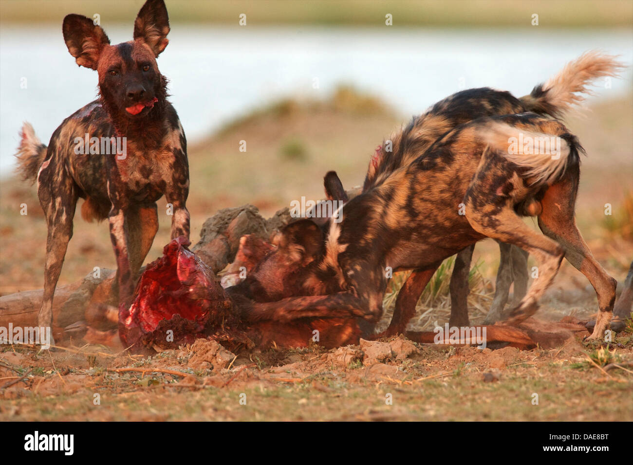Afrikanischen wilden Hunde Essen Karkasse, Mana Pools Nationalpark,  Simbabwe, Afrika Stockfotografie - Alamy