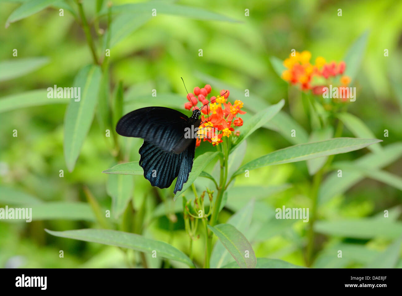 wunderschöner großer Mormone Schmetterling (Papilio Memnon) auf Blume in der Nähe der Straße-Schiene Stockfoto