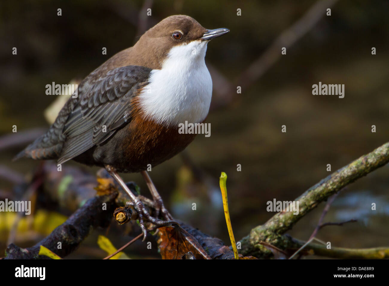 Wasseramseln (Cinclus Cinclus), sitzt auf einem Ast, Deutschland, Baden-Württemberg, Bad Urach Stockfoto