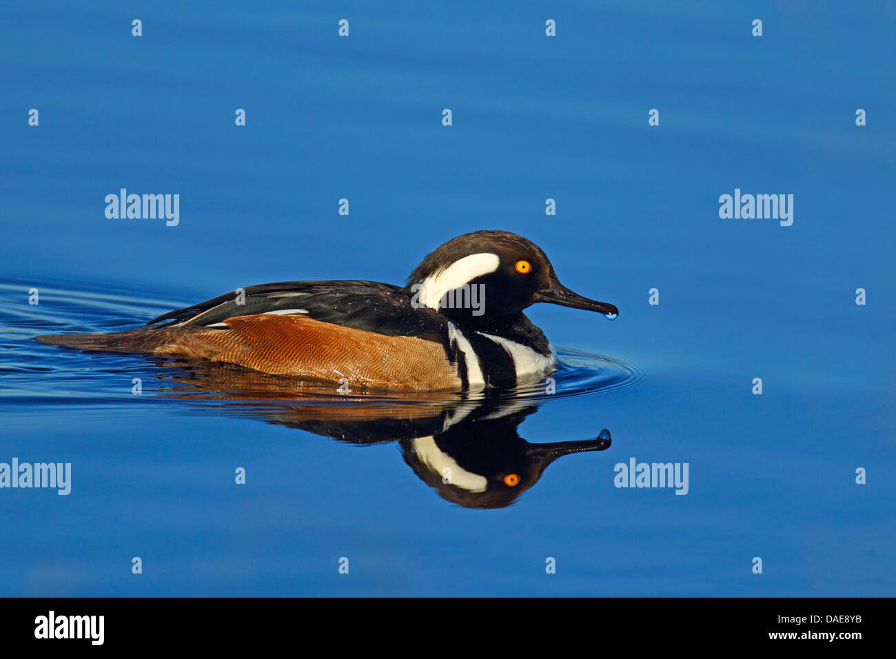 mit Kapuze Prototyp (Mergus Cucullatus), Schwimmen Drake, USA, Florida Stockfoto