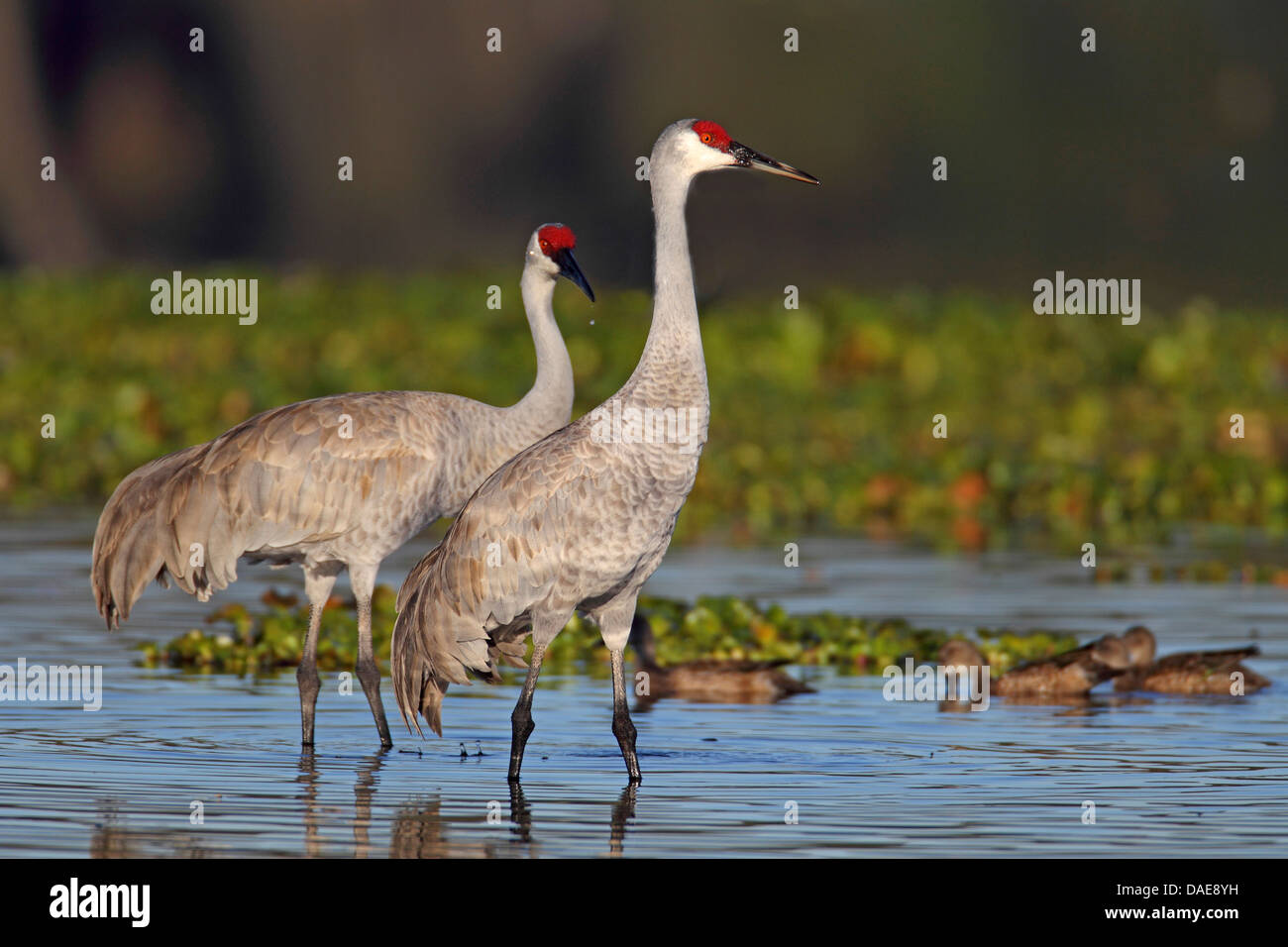 Sandhill Kran (Grus Canadensis), paar, stehen im flachen Wasser, USA, Florida Stockfoto