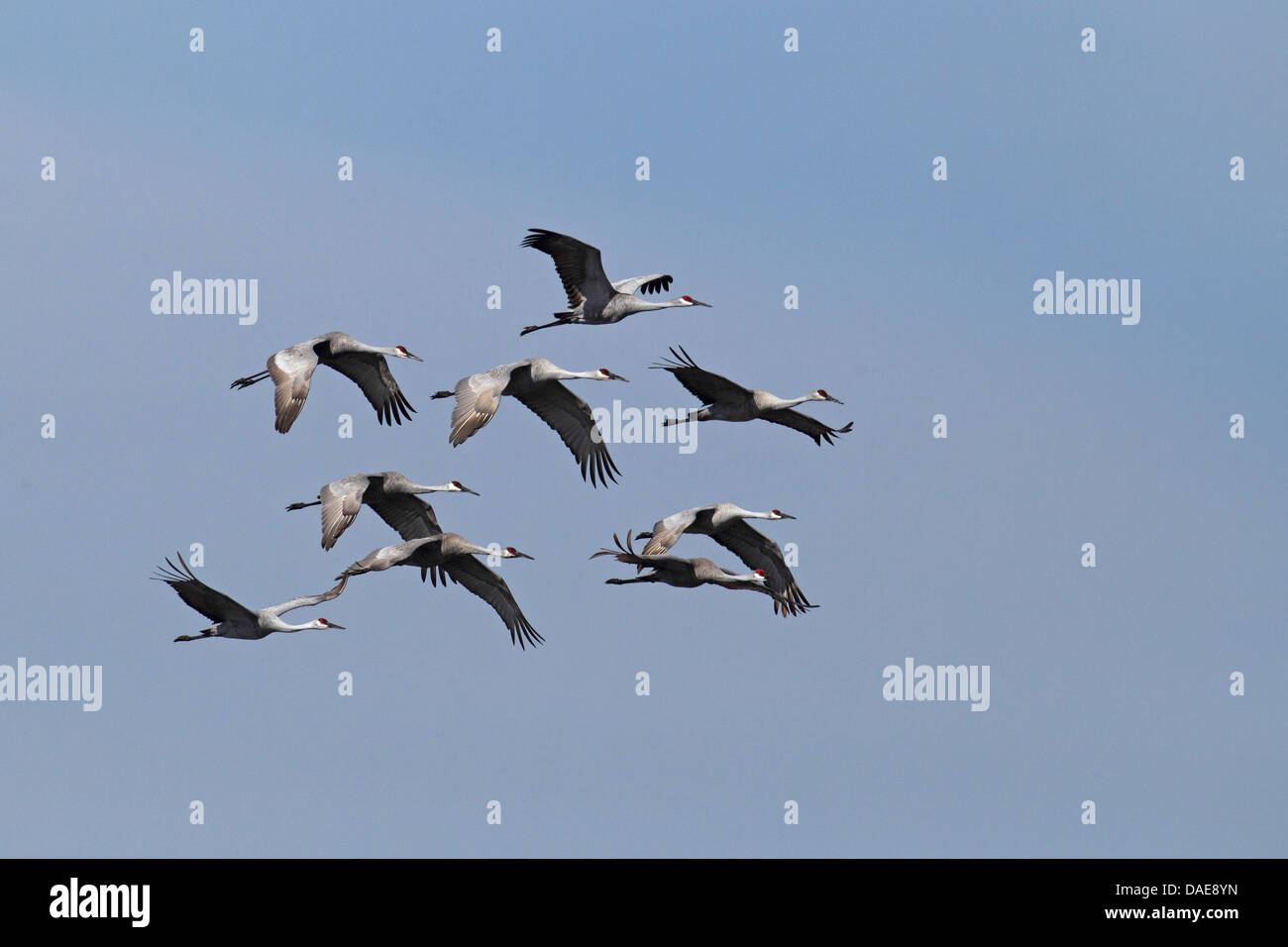 Sandhill Kran (Grus Canadensis), Herde, USA, Florida fliegen Stockfoto