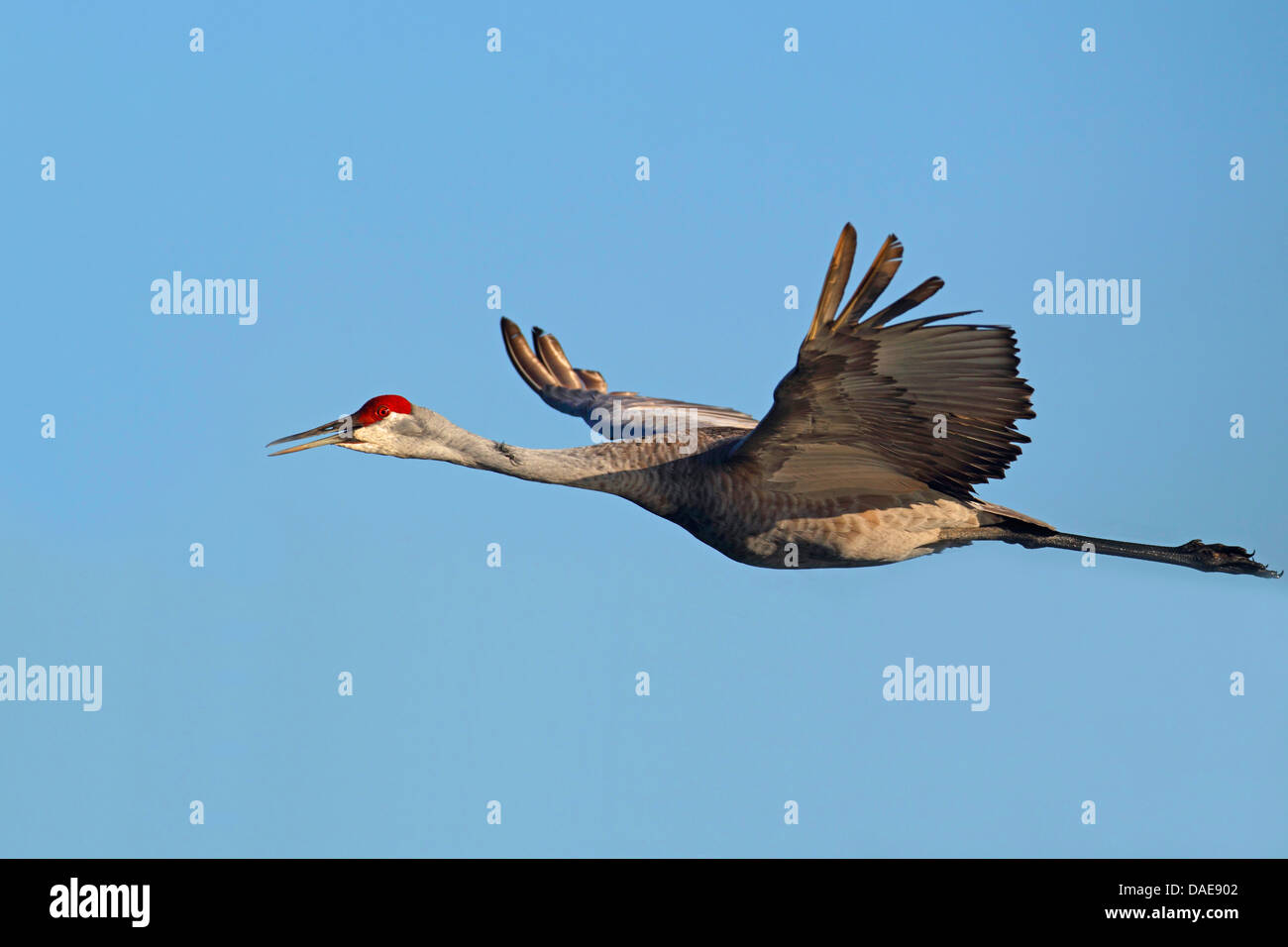 Sandhill Kran (Grus Canadensis), fliegen, USA, Florida Stockfoto